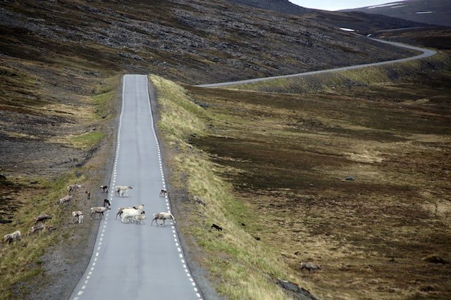 Reinsdyr krysser en vei gjennom fjellet i Finnmark
